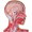 icon referate Anatomie