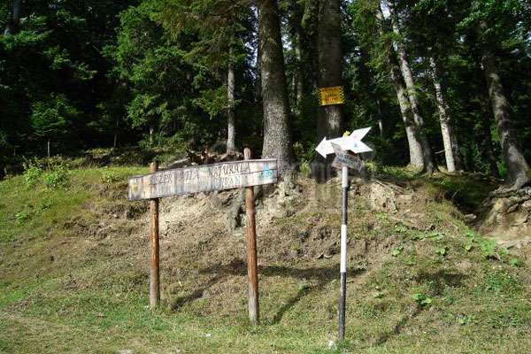 cursuri